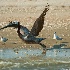 2d700 11728 In Flight? - ID: 10320637 © Joseph D. Hancock