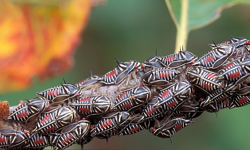 Nymph Loads