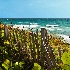 © Jeff Gwynne PhotoID # 10322126: Sea Grapes and Wooden Fence