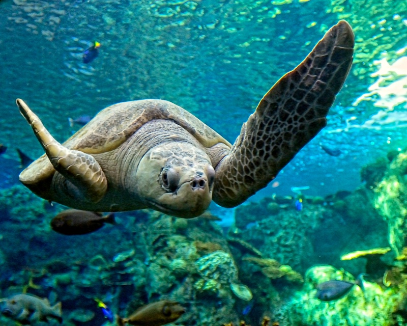 Sea Turtle