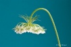 beautiful weed