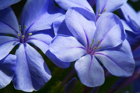 Plumbago