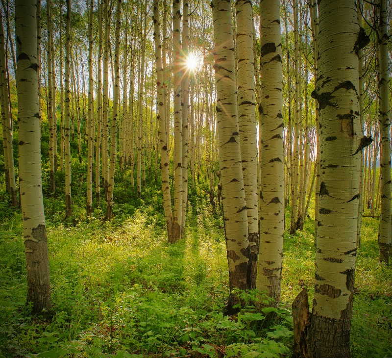 Early Morning Aspens