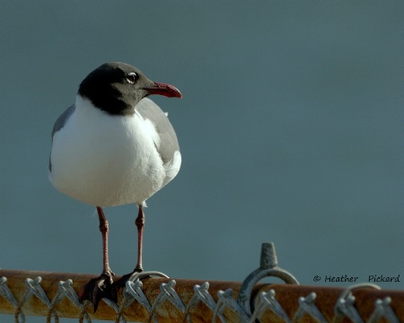  Laughing Gull