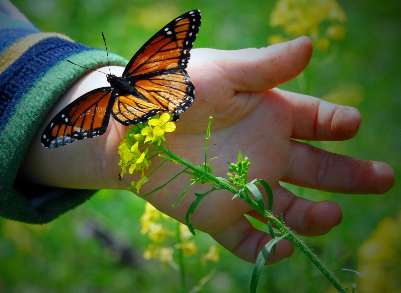 Butterfly Whisper