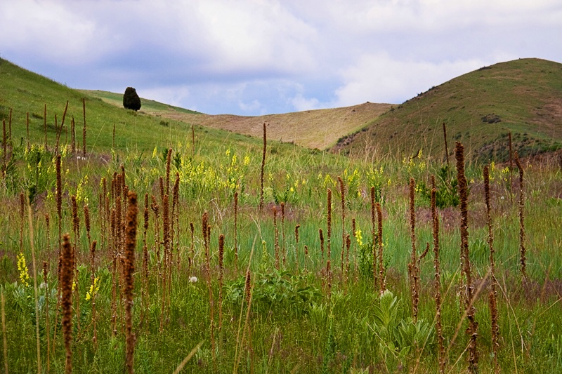 Colorado Meadow