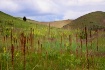Colorado Meadow