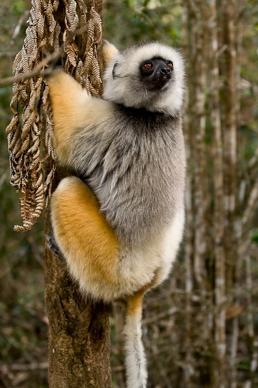 Lemurs of Madagascar 3