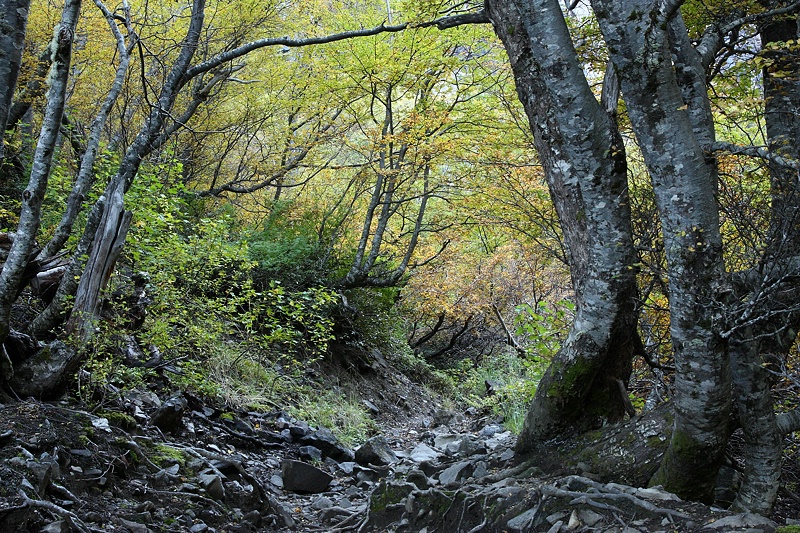 Rocky path beneath lenga’s thicket