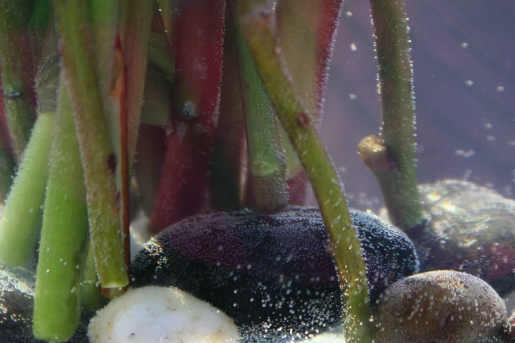 Rocks Stems Bubbles