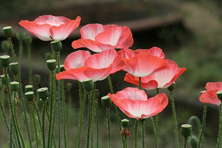 Glowing Poppy's.