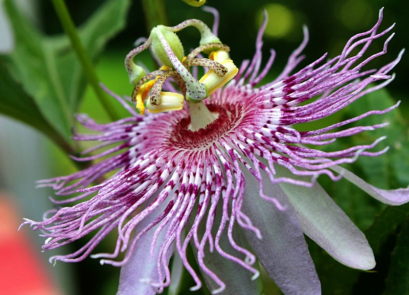 Passion Flower