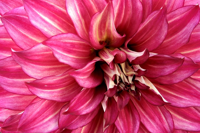 The Beauty of Dahlia