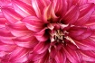 The Beauty of Dah...