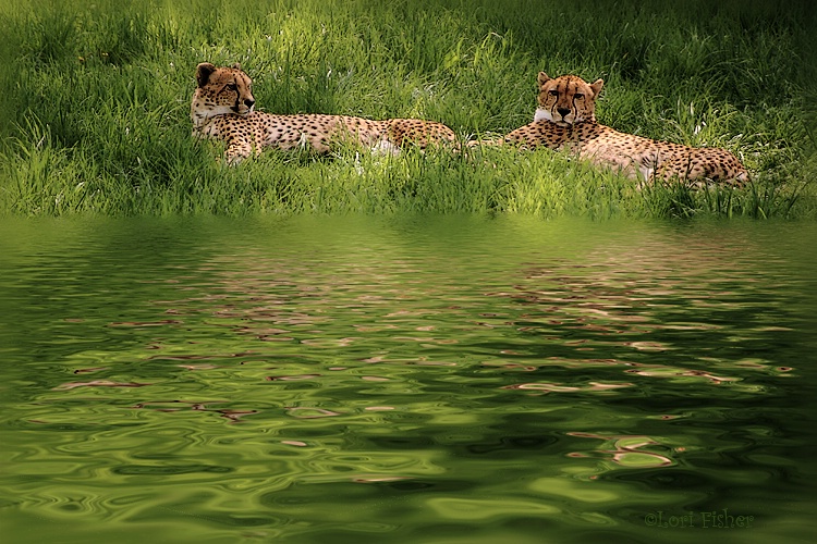 Cheetahs