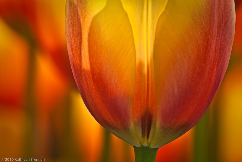 Glowing tulip