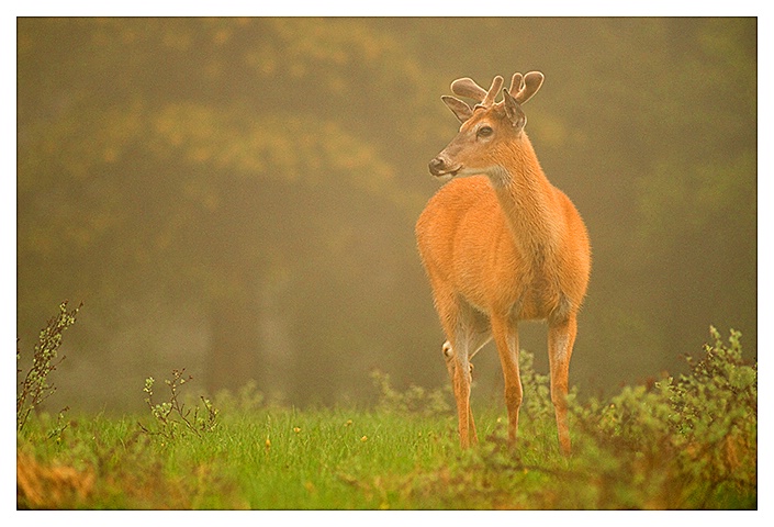 Whitetailed Buck in Morning Fog, Cypress Hills SK - ID: 10330905 © Jim D. Knelson
