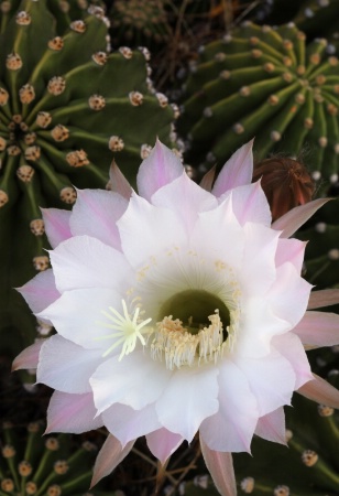Easter Cactus Bloom
