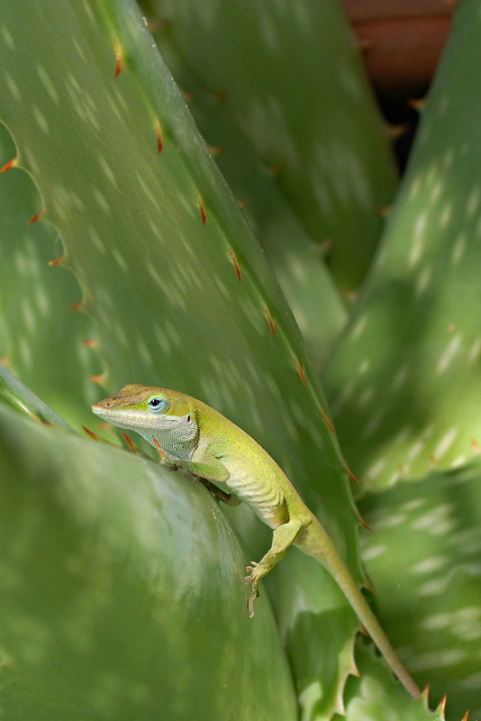 ~Anole~