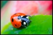 Little Ladybug