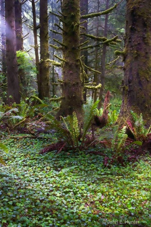 Sunlight in the Redwoods