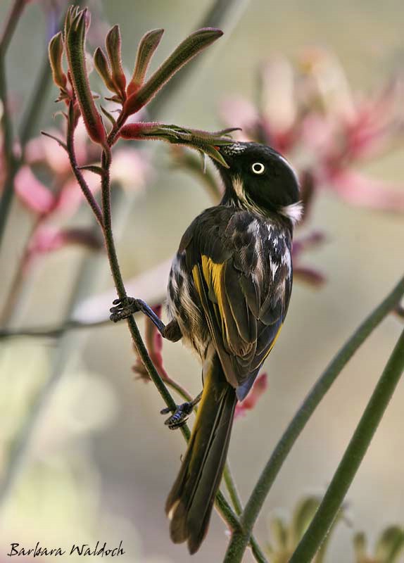 Sticky beak