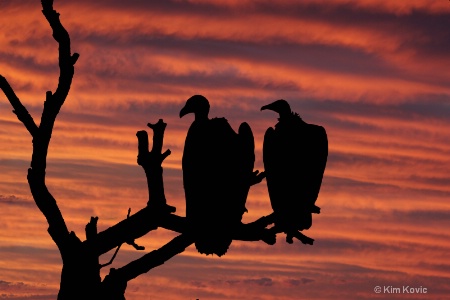 Waiting Vultures