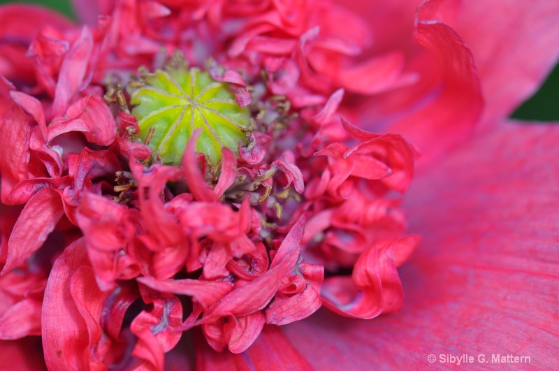shades of poppy - ID: 10334169 © Sibylle G. Mattern
