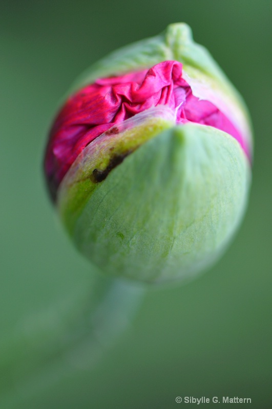poppy bud - ID: 10334173 © Sibylle G. Mattern