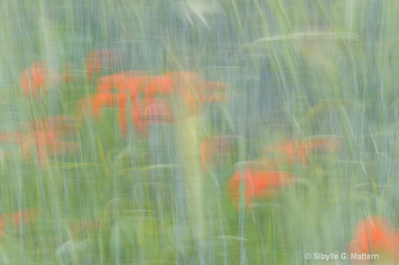 poppy field - ID: 10334177 © Sibylle G. Mattern