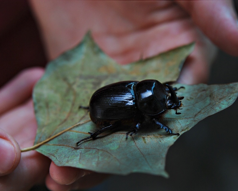 big ugly beetle