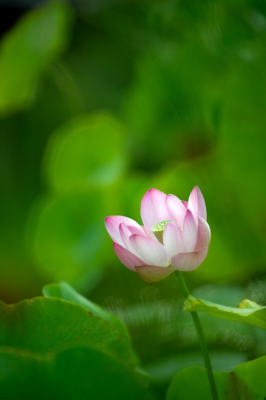 Water Lily