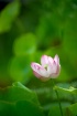 Water Lily