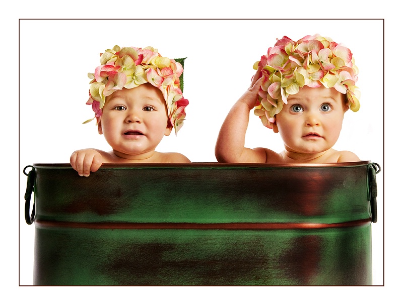 Hydrangea Babies