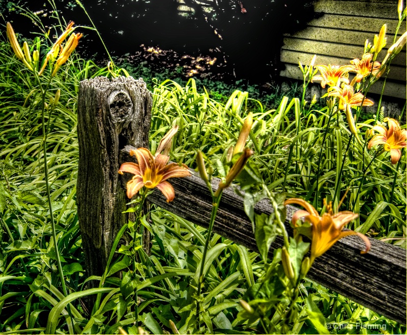 Fence and Flowers