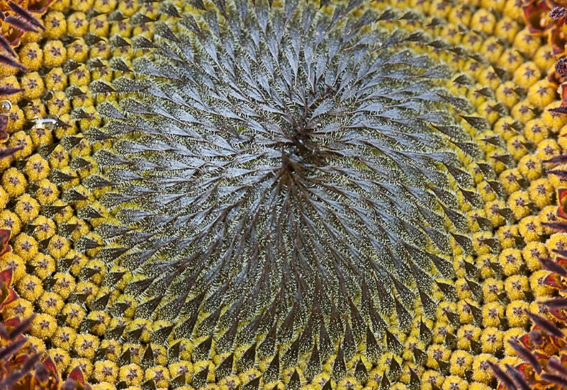 Center of the Sun(flower)