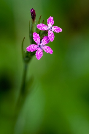Deptford Pink