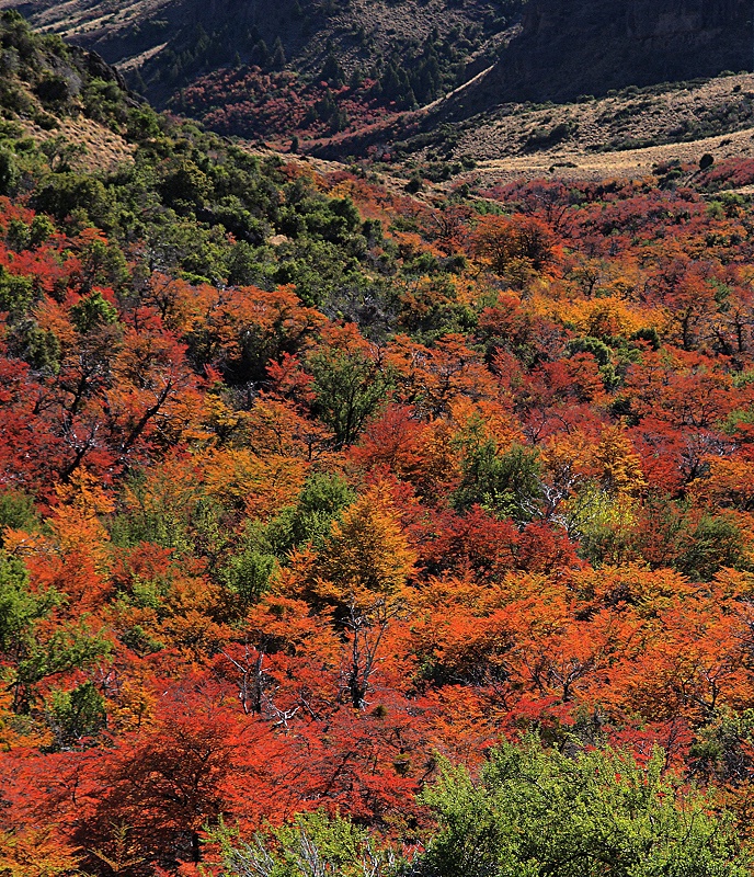 Autumnal tapestry # 3