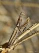 Praying Mantis