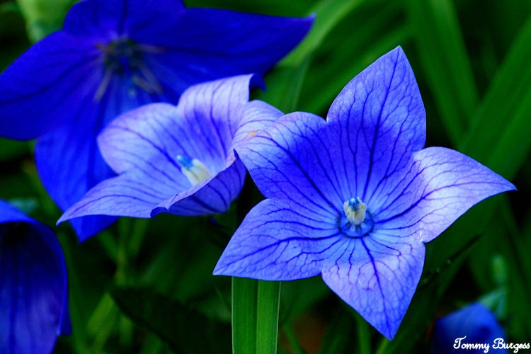 Astra Blue (balloon flower)