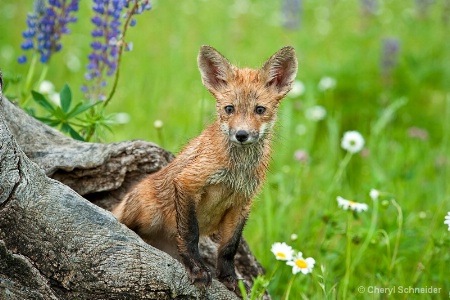 Red Fox VI