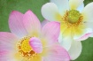 Lotus Blossoms