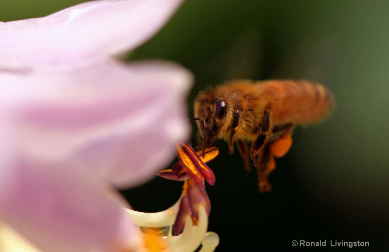Bee at Work - ID: 10342587 © Ron Livingston