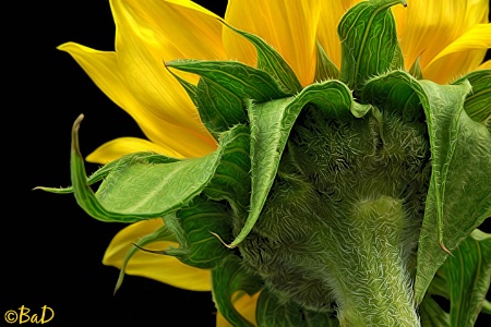 Detailed Sunflower - second place win