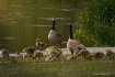 Cheaper by dozen