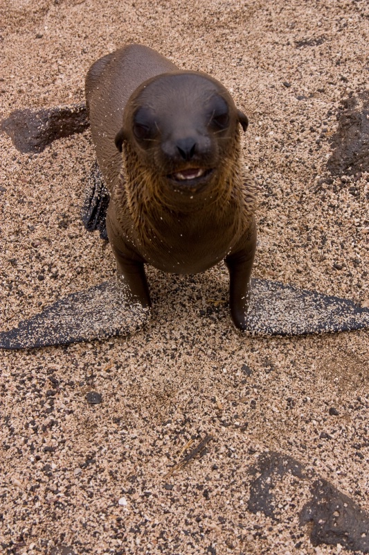 Sea lion pup, Galapagos Islands