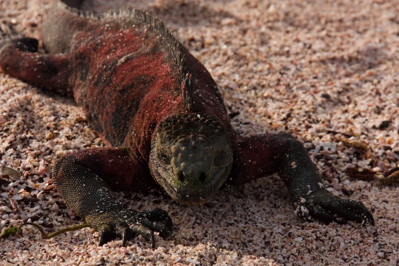 Rainbow iguana, Galapagos Islands