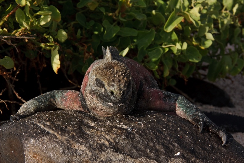 Marine iguana, Galapagos Islands