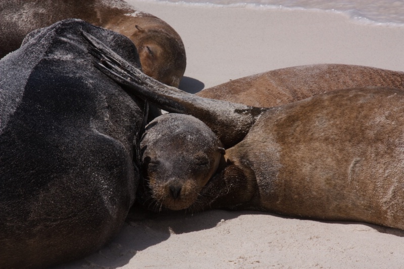 Sleeping sea lions, Galapagos Islands