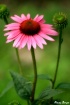 Ruby Star